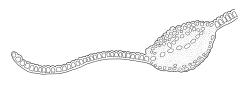 Timmia norvegica, cross-section of lower limb including costa. Drawn from A.J. Fife 8478, CHR 464718.
 Image: R.C. Wagstaff © Landcare Research 2016 